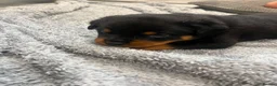 Rottweiler dogs for sale: KC Registered Rottweiler Puppies - Advert 11