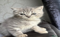 British Shorthair cats for sale: British shorthair kittens - Image 12