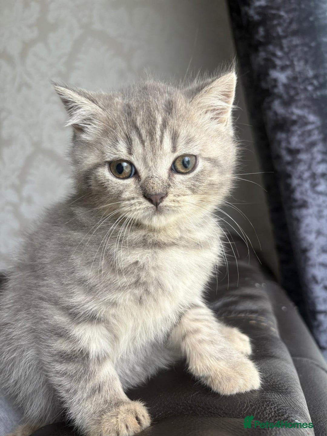 British Shorthair cats for sale: British shorthair kittens - Image 12