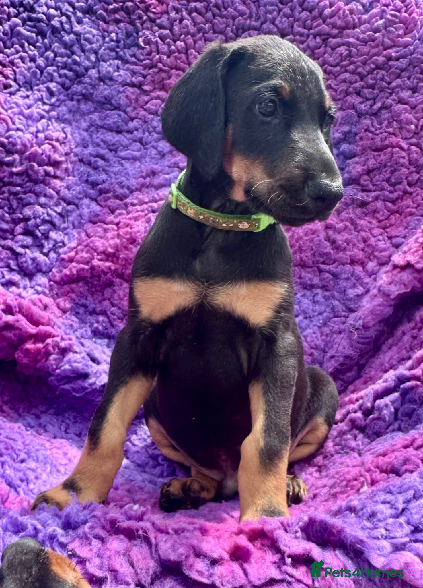 Dobermann dogs KC registered health tested Dobermann puppies  - Advert 1