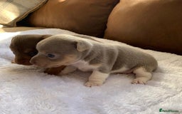 Jack Russell dogs for sale: Gorgeous Miniature Jack Russell Puppies For Sale - Image 19