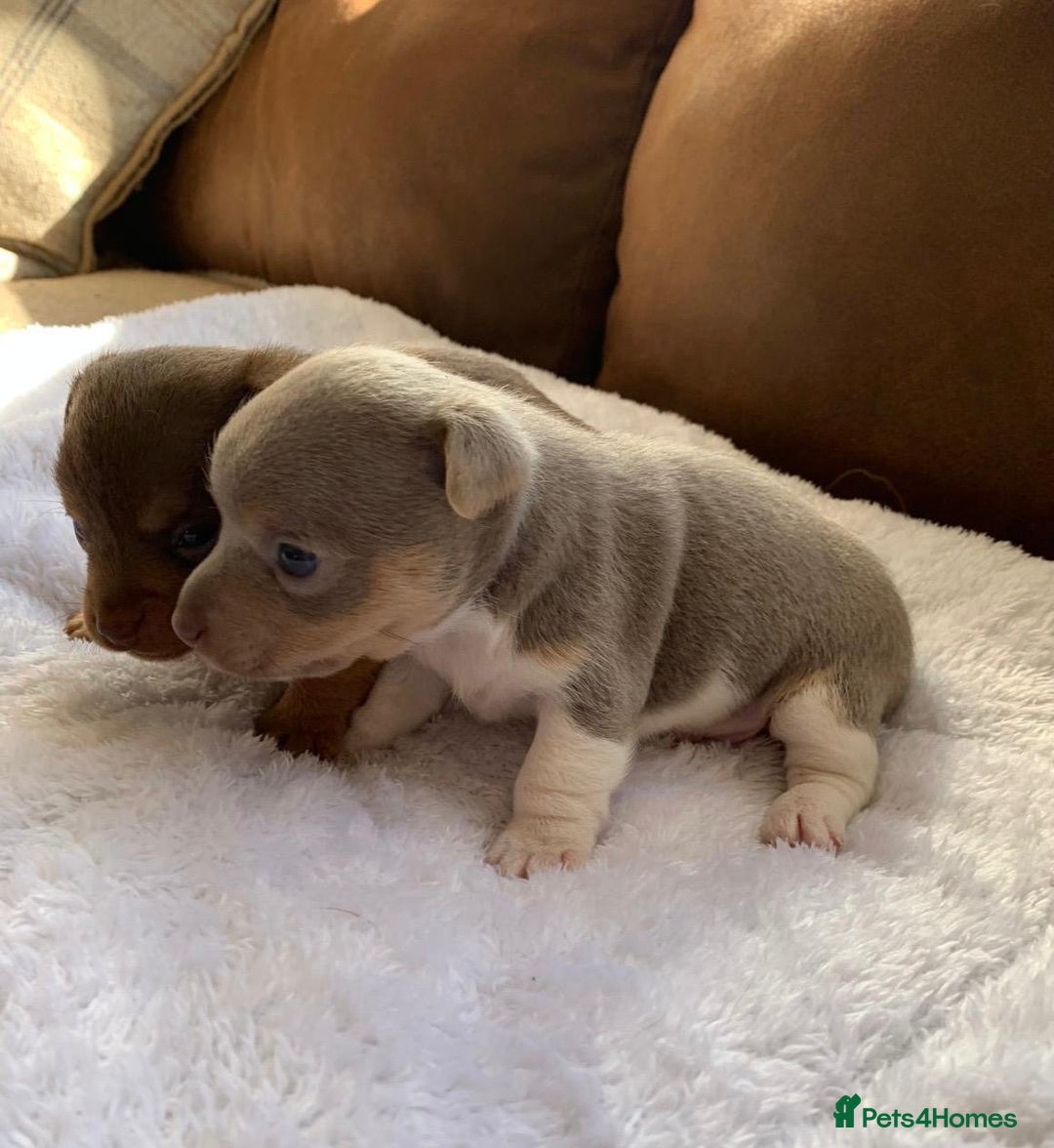 Jack Russell dogs for sale: Gorgeous Miniature Jack Russell Puppies For Sale - Image 19