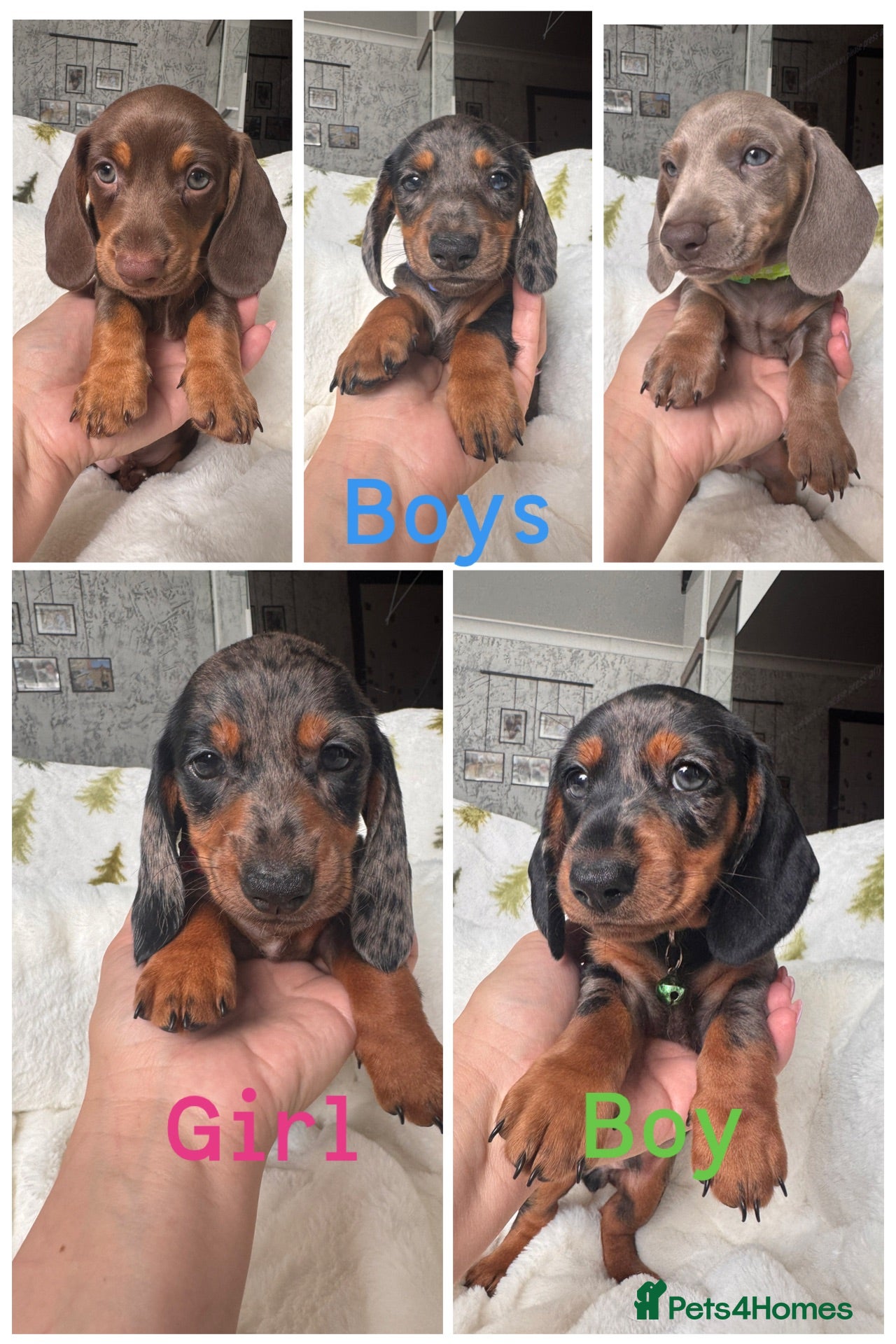 Miniature Dachshund dogs 5 cute miniature dachshund pupps available  - Advert 1
