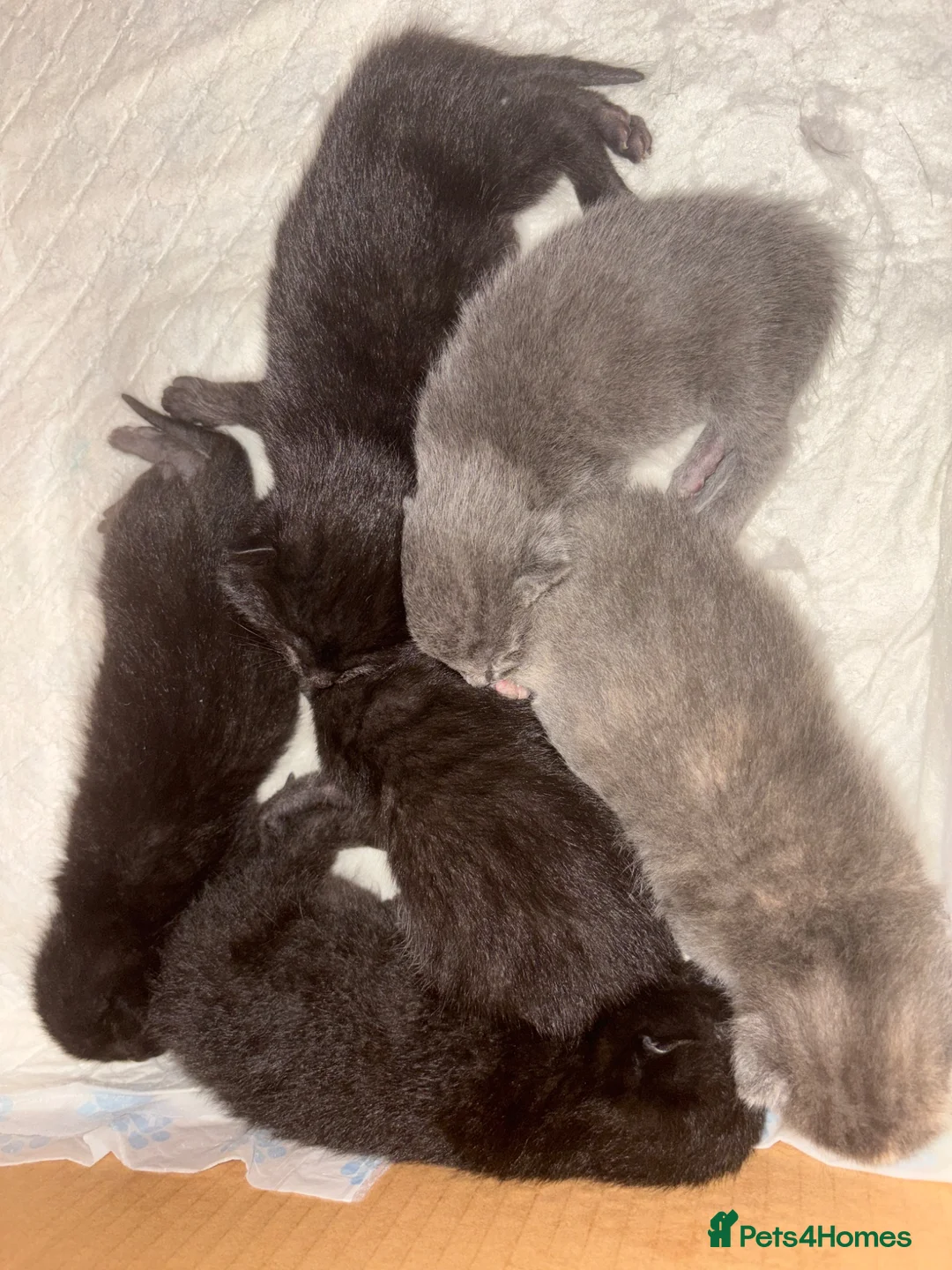 Mixed Breed cats for sale: Gorgeous kittens - Advert 1
