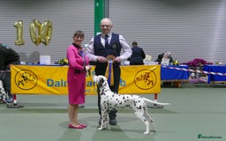 Dalmatian dogs for sale: Tamilanda Dalmatian's  - Image 4