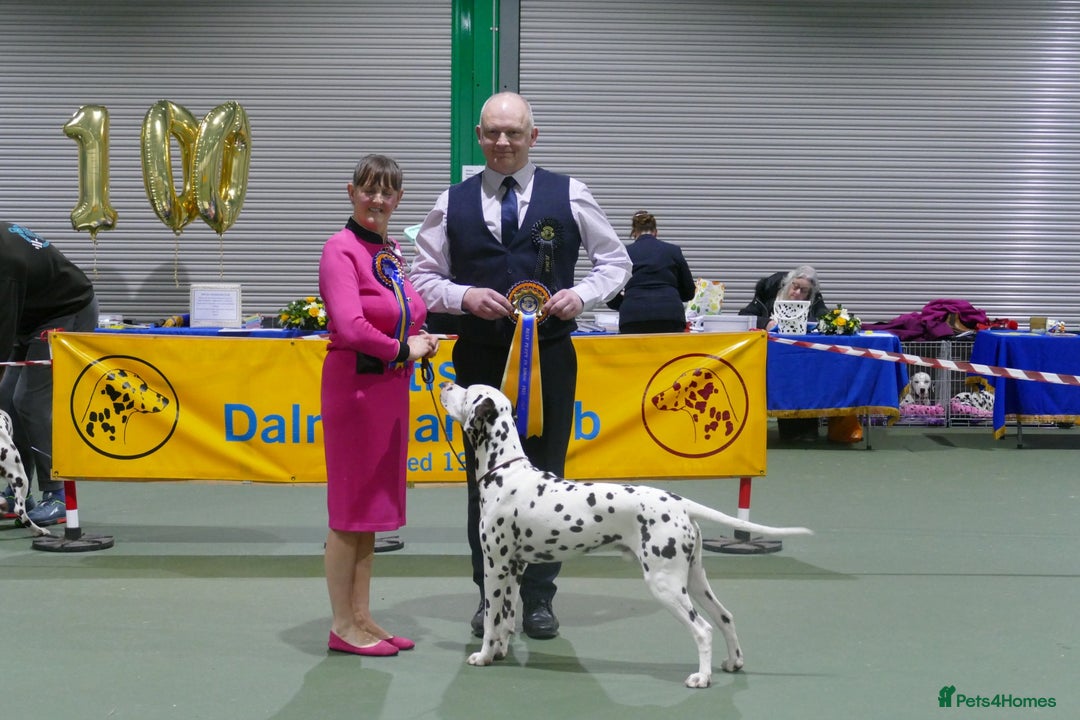 Dalmatian dogs for sale: Tamilanda Dalmatian's  - Image 4
