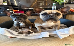 French Bulldog dogs for sale: French bulldog puppies  - Image 3