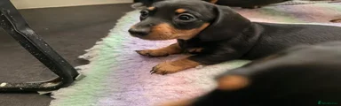 Dachshund 3 star