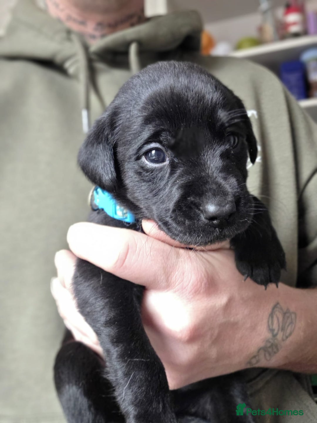 Labrador Retriever dogs for sale: 9 Labrador KC registered Puppies - Advert 4