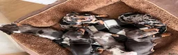 Dachshund dogs for sale: Miniature Dachsund Puppies - Advert 6