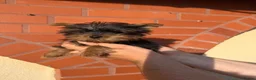 Yorkshire Terrier dogs for sale: Beautiful KC Registered Yorkshire Terrier Males - Advert 30