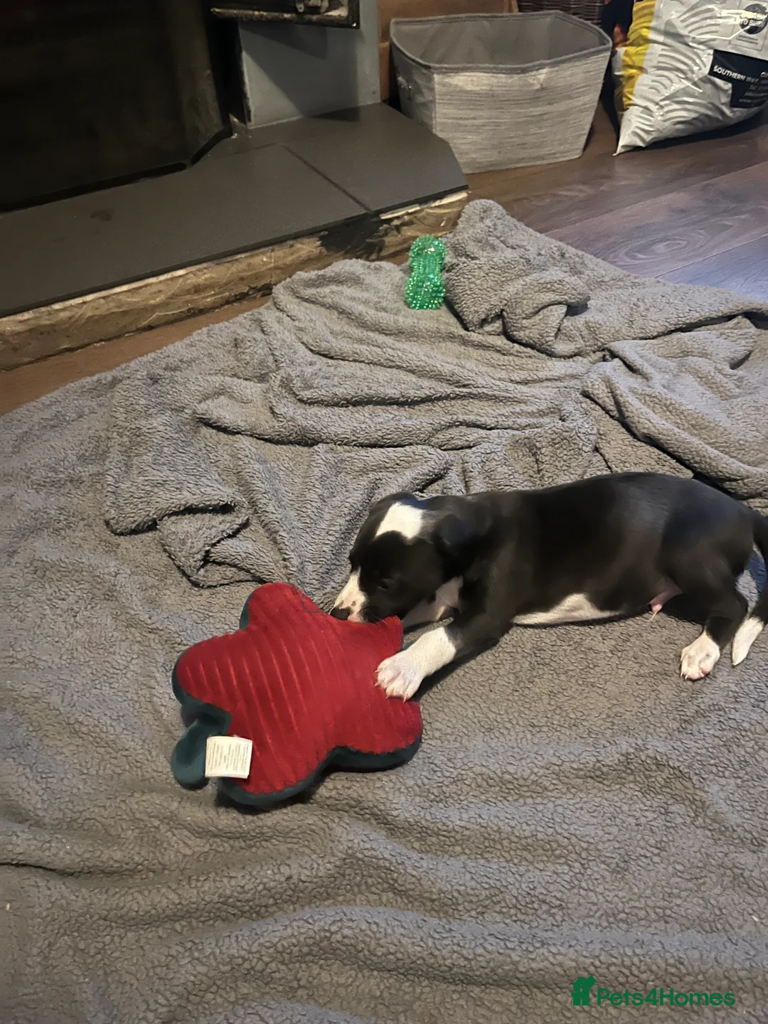 Lurcher dogs for sale: Bedlington Whippet pups for sale - Advert 23