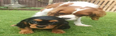 Cavalier King Charles Spaniel 2