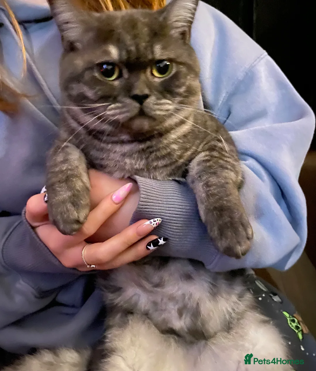 Scottish Fold cats for sale: Bruce - Advert 5