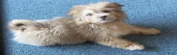 Pomeranian dogs for sale: Pomeranian dog puppy in Ramsgate - Advert 2