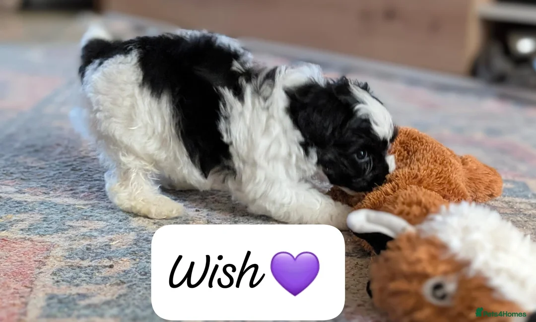 Chipoo dogs for sale: Chipoo Puppies - Advert 10