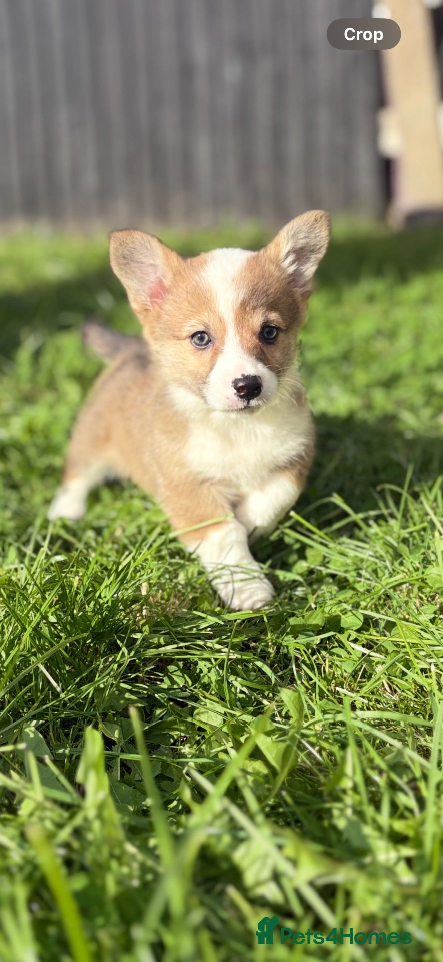 Welsh Corgi Pembroke dogs for sale: Beautiful Pembrokeshire welsh corgis for sale !! - Advert 2