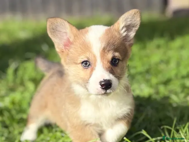 Welsh Corgi Pembroke dogs for sale: Beautiful Pembrokeshire welsh corgis for sale !! - Advert 2