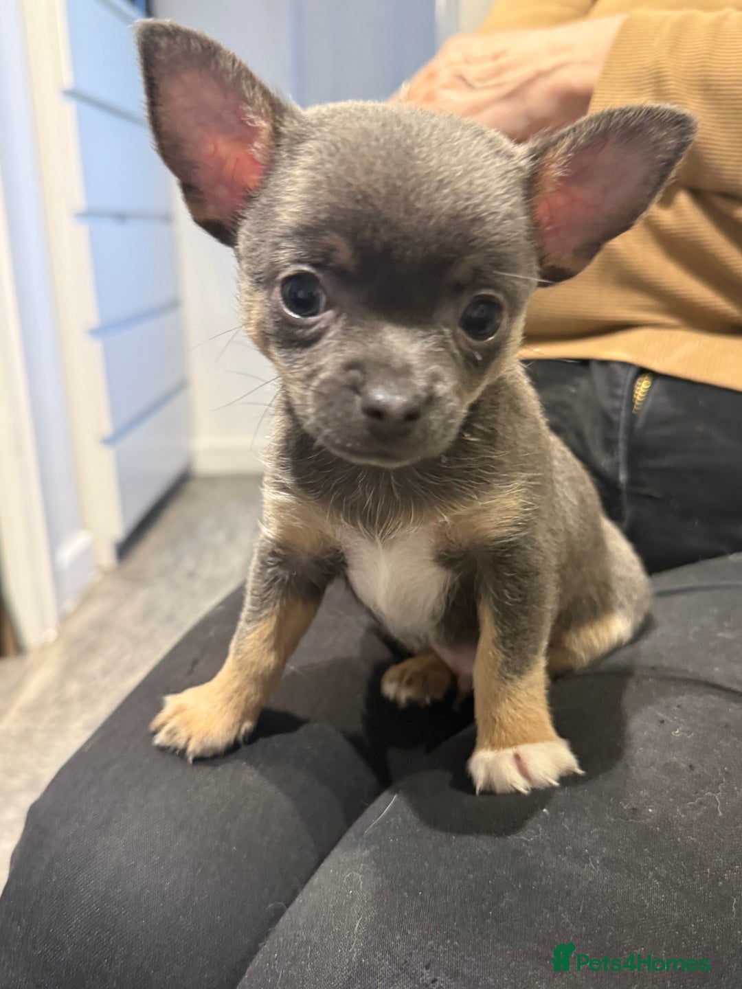 Chihuahua dogs for sale: Lilac Chihuahua (small) - Image 4