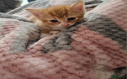Mixed Breed cats for sale: Mixed kittens x 3  - Image 7