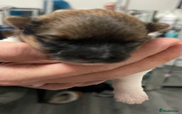 Pomeranian dogs for sale: ****7 Tri/parti Pom pups 3 girls left ** deposit - Image 10