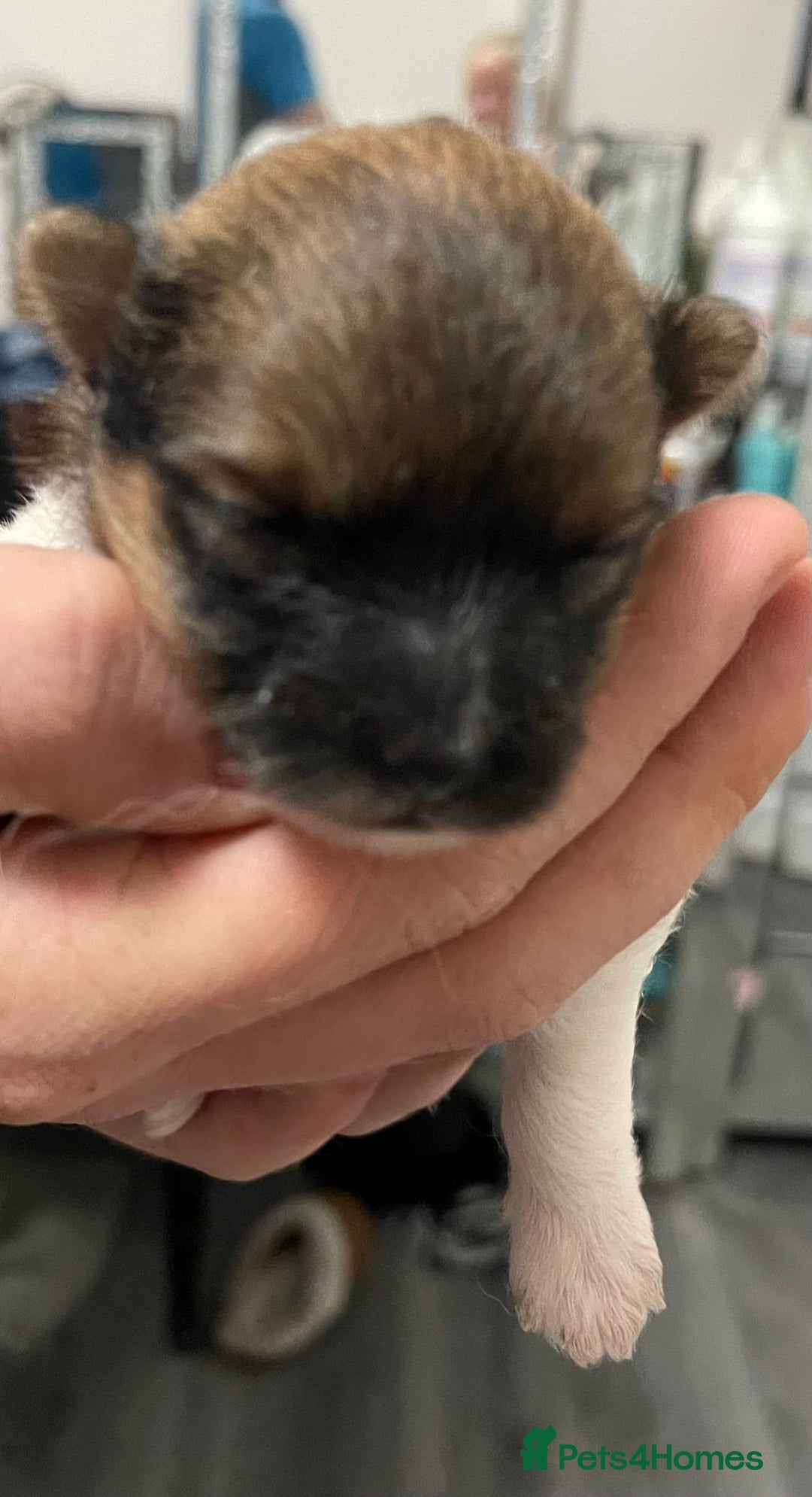 Pomeranian dogs for sale: ****7 Tri/parti Pom pups 3 girls left ** deposit - Image 10