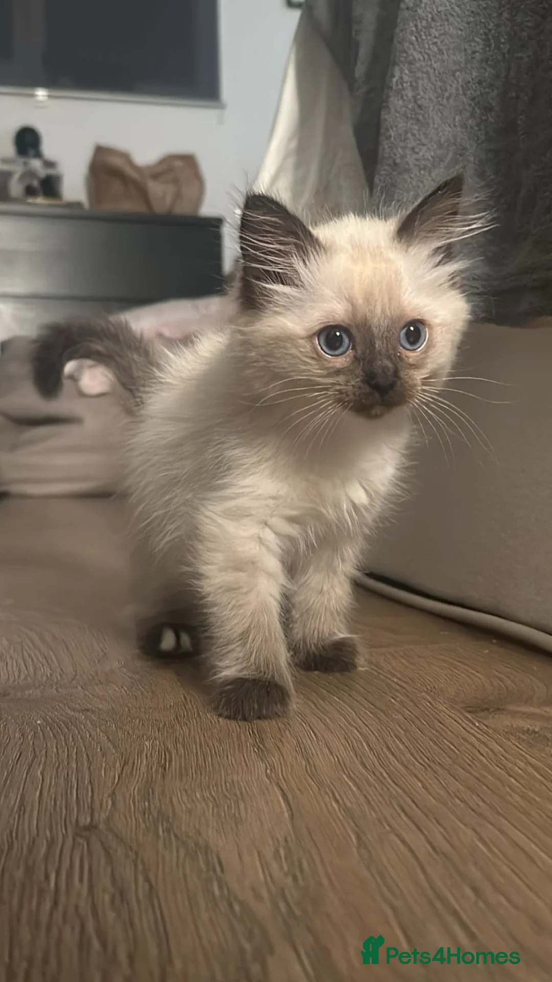 Ragdoll cats for sale: White with black Ragdoll kitten  - Advert 10