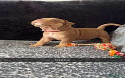 American Bully dogs for sale: Stunning pocket bullie’s  - Image 39
