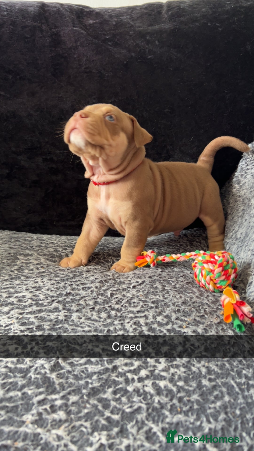 American Bully dogs for sale: Stunning pocket bullie’s  - Image 39