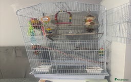 Cockatiels birds for sale: Baby cocktails  - Image 3