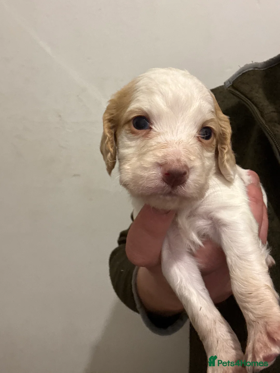 Cocker Spaniel dogs for sale: KC Working cocker spaniels. - Advert 9