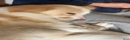 Mixed Breed dogs for sale: Loving 5yo girl in Elgin - Advert 3