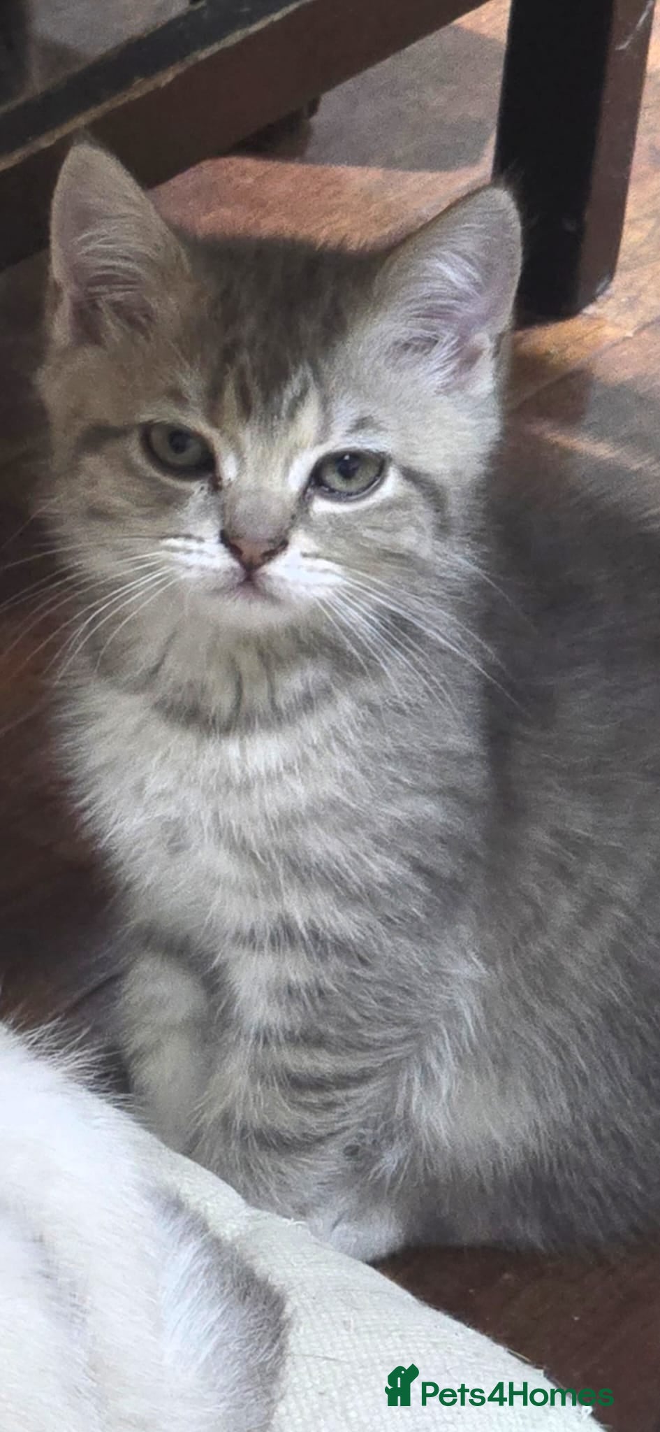 Scottish Fold cats for sale: READY SCOTTISH FOLD KITTENS (URGENT) - Advert 21