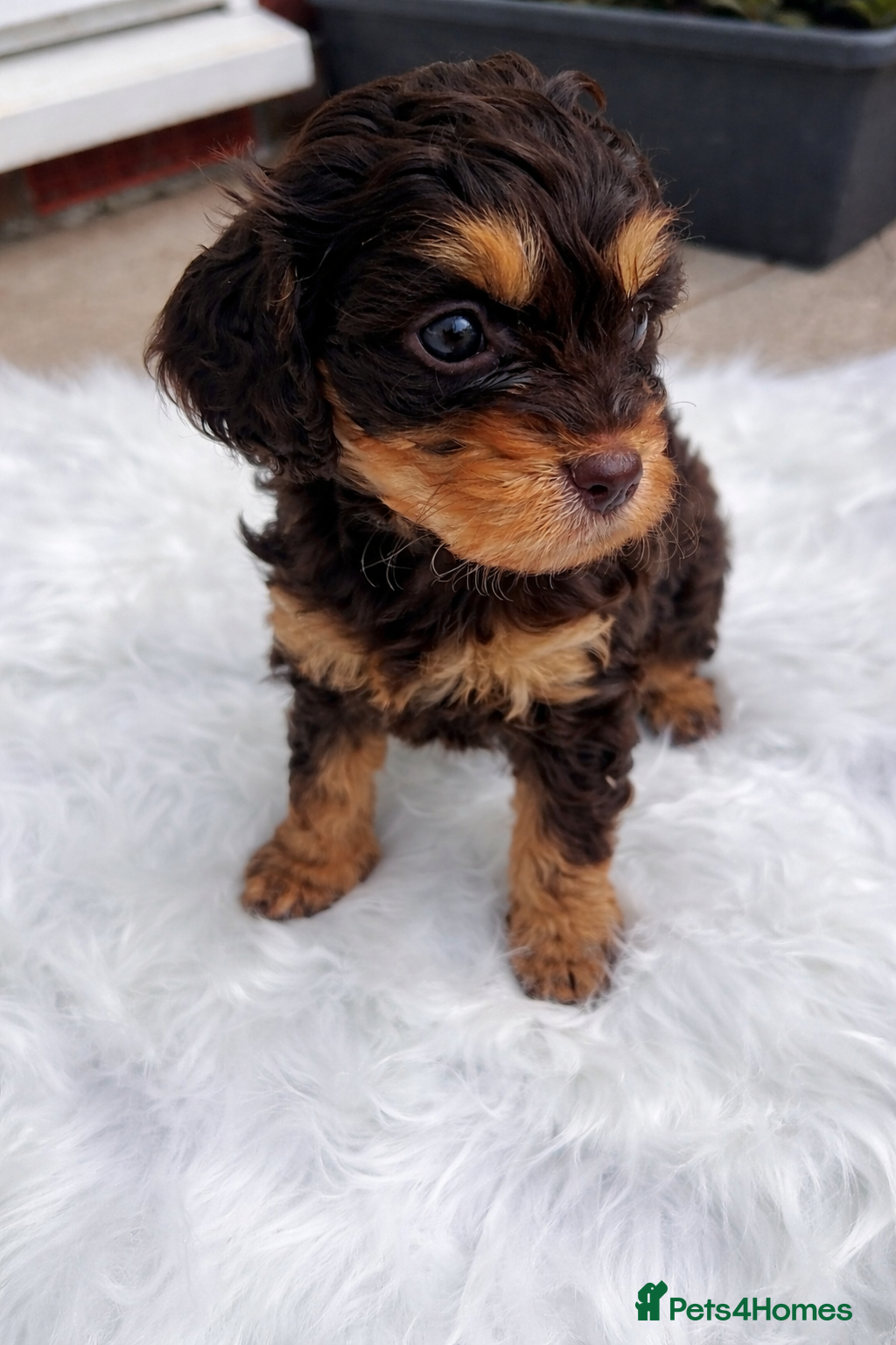 Cavapoo dogs ⭐️ ⭐️ 1 Rare Choc & Tan Female left! ⭐️ - Advert 2