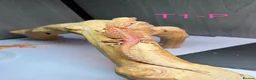 Bearded Dragon reptiles for sale: Baby Bearded Dragons available  - Advert 6