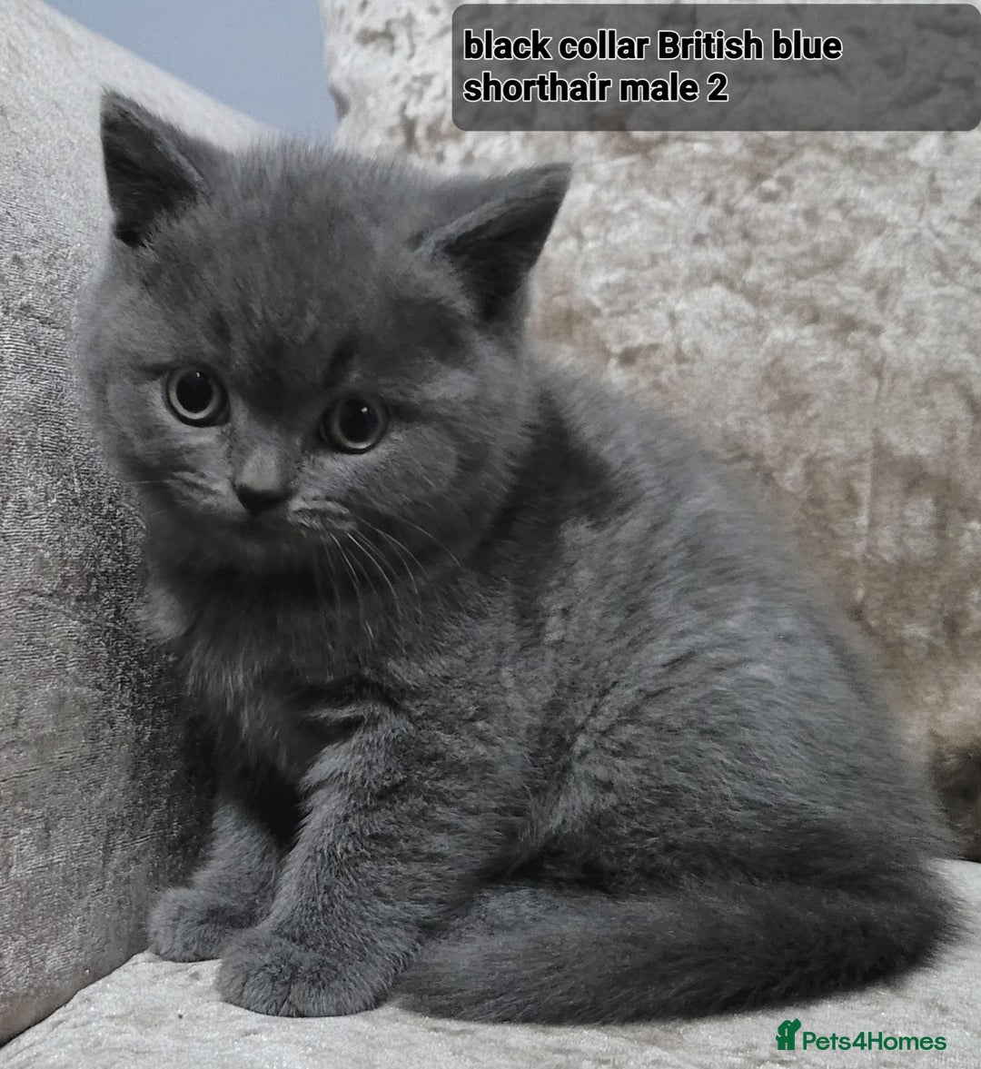 British Shorthair cats for sale: British blue pedigree shorthairs 4 males  - Advert 2