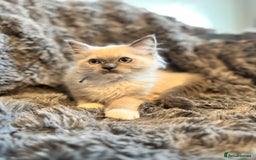 Ragdoll cats for sale: Gorgeous Pedigree Ragdolls  - Image 16