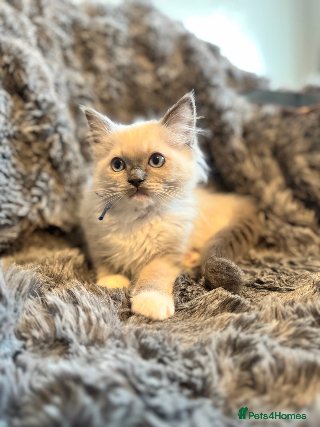 Ragdoll cats for sale: Gorgeous Pedigree Ragdolls  - Image 16