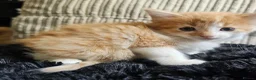 Mixed Breed cats for sale: Beautiful Kittens - Advert 26