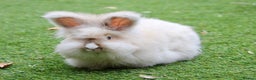 Angora rabbits for sale: English Angora pair  - Advert 9