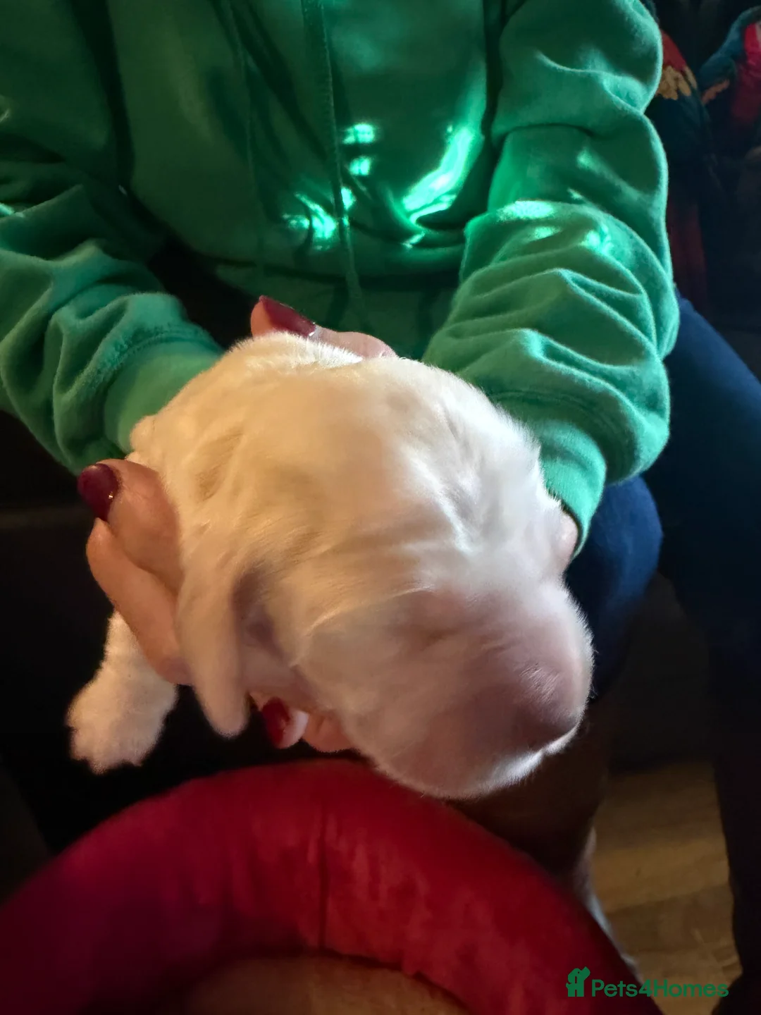 Cocker Spaniel dogs for sale: Show cocker spaniel pups - Advert 38