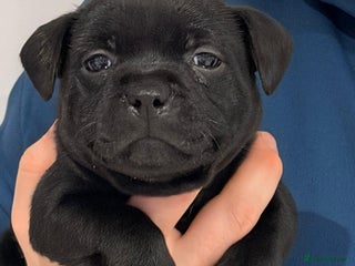 Staffordshire Bull Terrier dogs Unreal black Staffordshire bull terrier pups avail - Advert 11