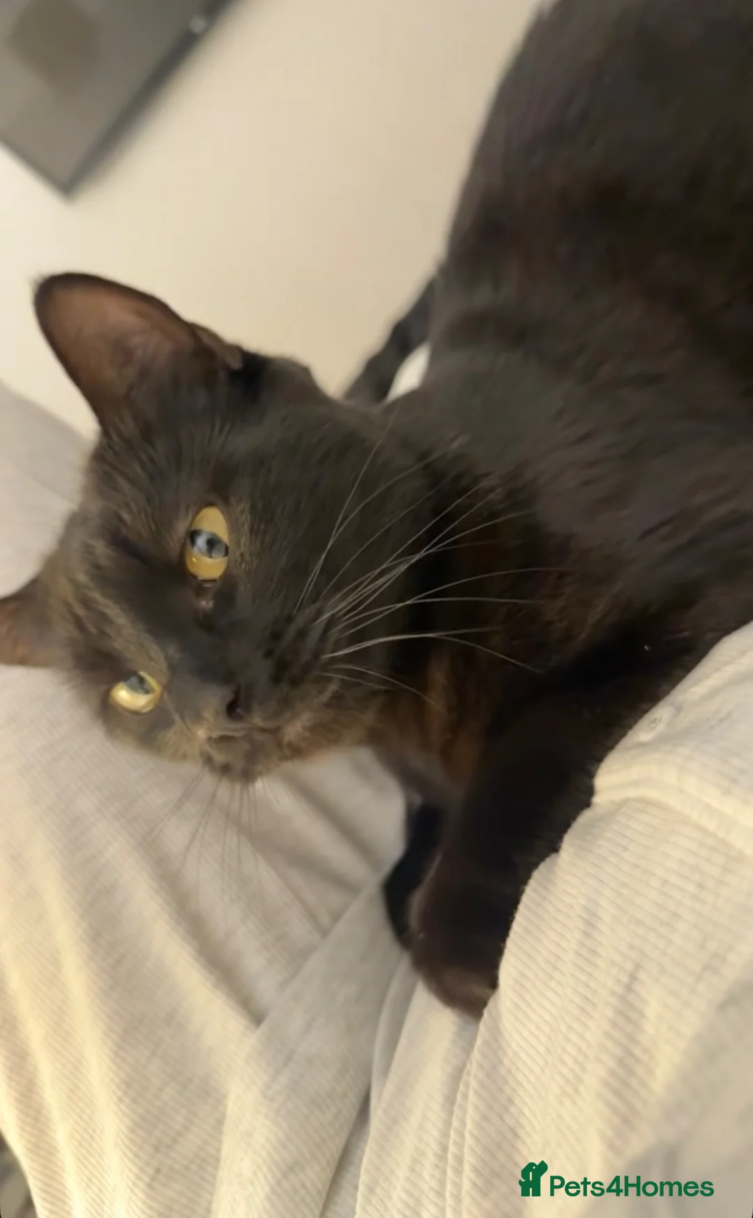 Bombay cats for sale: Female kittens  in Peterborough - Advert 6