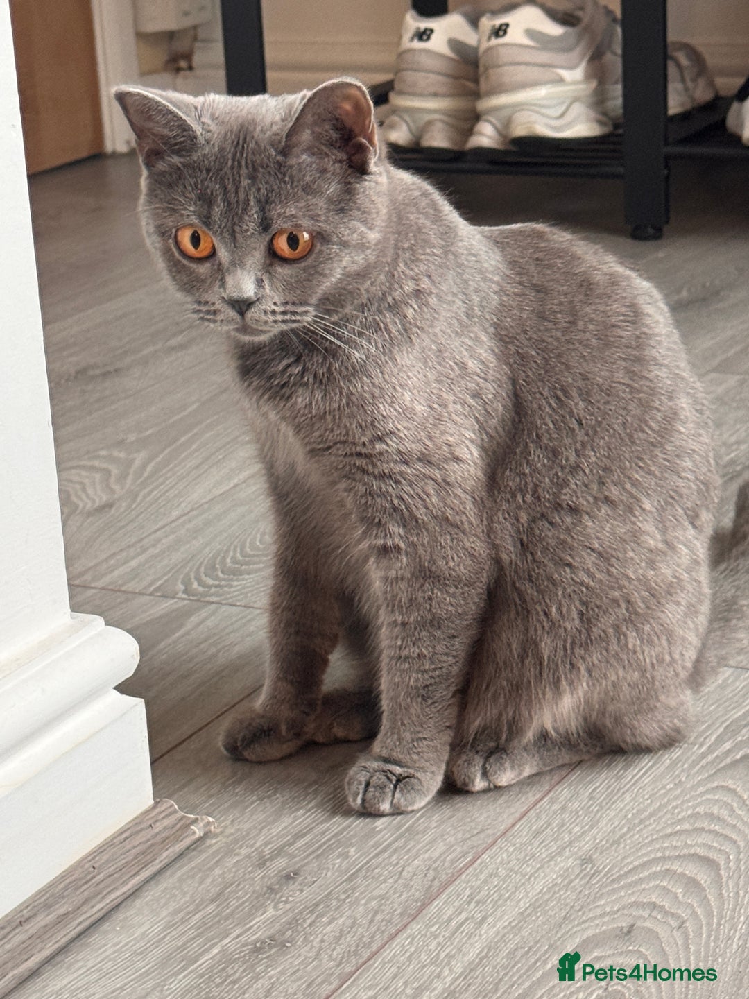 British Shorthair cats for sale: 7 lovely BSH😍 - Advert 2