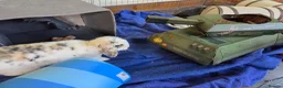 English Spot rabbits for sale: Neutred beautiful boy looking gor his forever home - Advert 4
