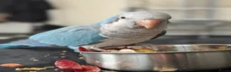 Parrots birds for sale: Reluctant sale of my blue Quaker parrot Mr chips  - Advert 3