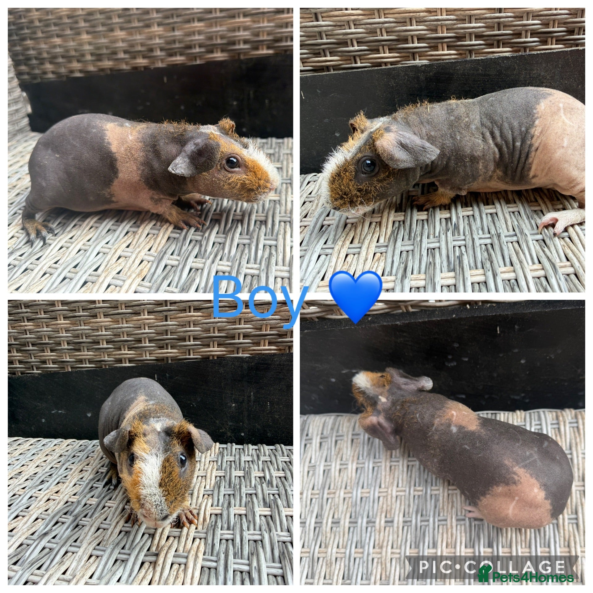 Guinea Pig rodents Male & Female piggies looking for new laps - Advert 1