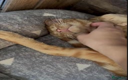 Mixed Breed cats for adoption: Pizza  - Image 2