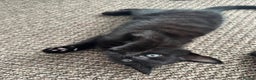 Mixed Breed cats for sale: Beautiful Black Kittens Looking for Loving Homes - Advert 2