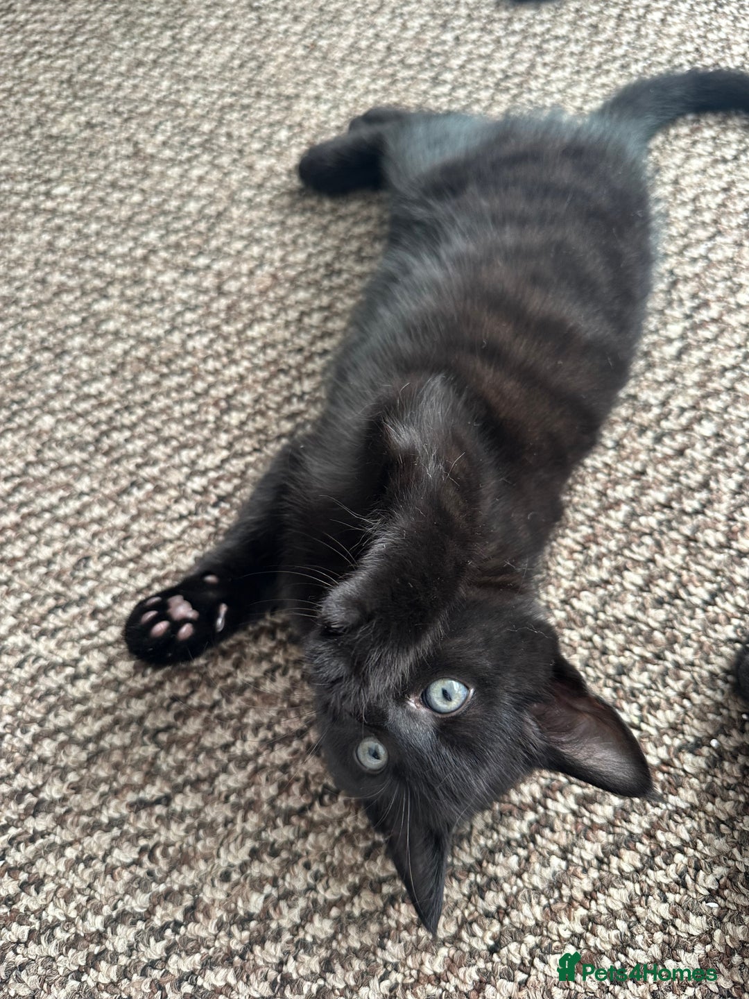 Mixed Breed cats for sale: Beautiful Black Kittens Looking for Loving Homes - Advert 2